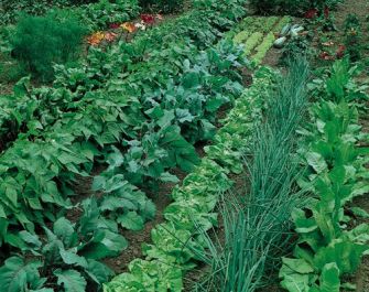 vegetable-garden-1